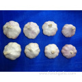 2019 Fresh Normal White Garlic In Sizes 5.0-5.5cm